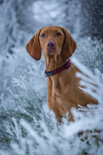 Chien de chasse hongrois en hiver — Photo