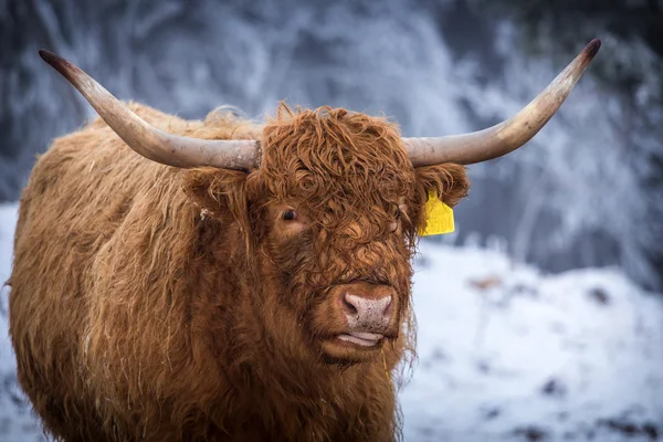 Buffalo — Stock Photo, Image