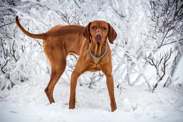 Cão de caça húngaro no inverno — Fotografia de Stock