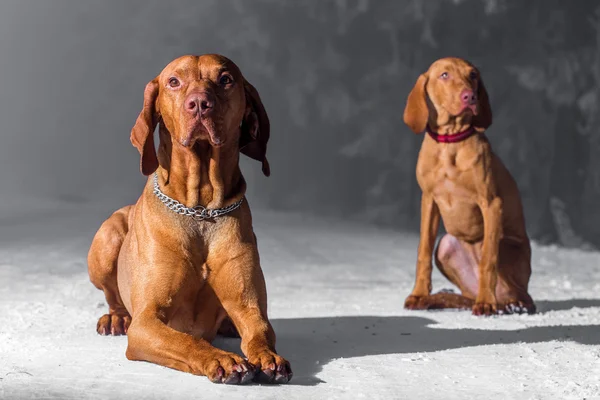 Ungheresi cani mastino — Foto Stock