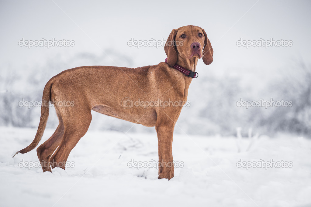 Hungarian hound dog in winter