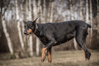 Doberman köpek