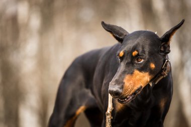 Doberman