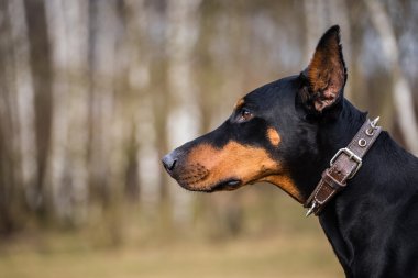 Doberman köpek