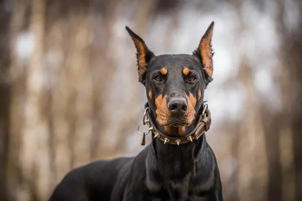 Doberman dog — Stock Photo, Image