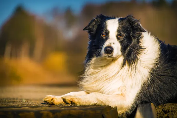 Frontera Collie perro Imagen de archivo