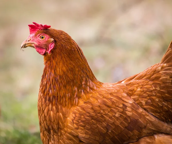 Poule rouge — Photo