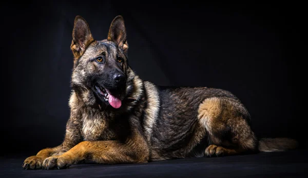 German shepherd — Stock Photo, Image