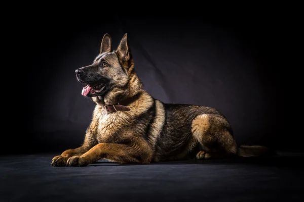 German shepherd in front of a black background — Stock Photo, Image