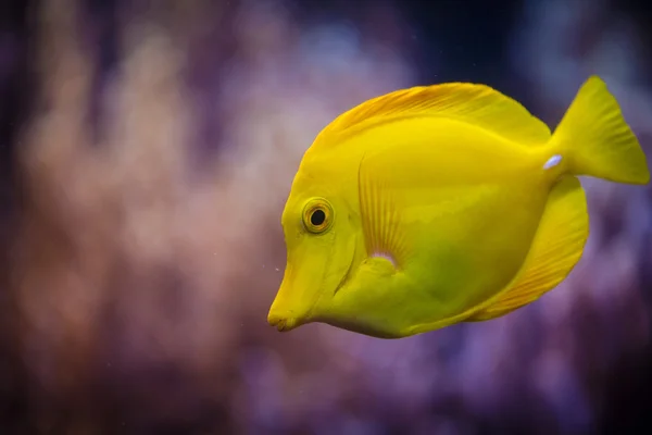 Yellow fish — Stock Photo, Image