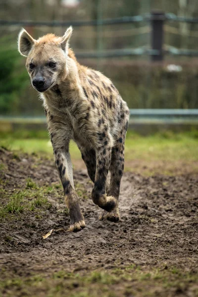 Hyena — Stockfoto