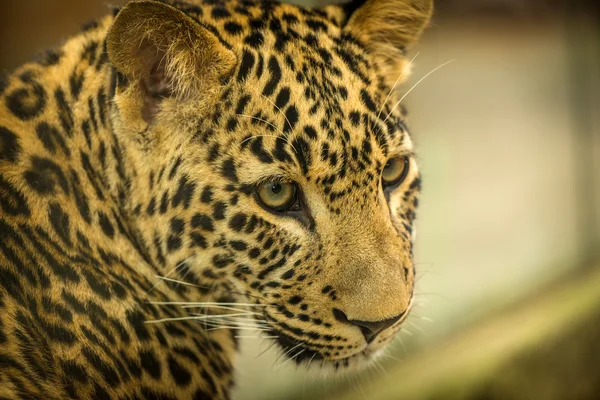 Besta de leopardo — Stockfoto