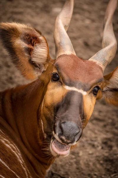 Bongo — Stok fotoğraf