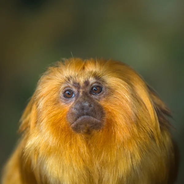 Macaco amarelo — Fotografia de Stock