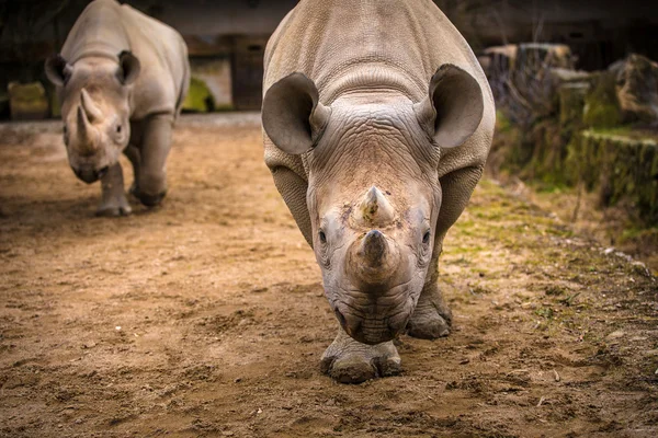 Rhinoceros — Stock Photo, Image