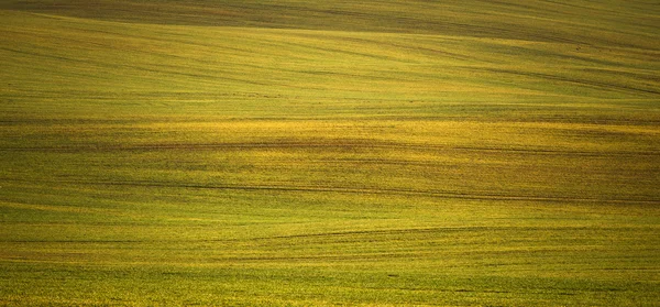 Lente weide — Stockfoto