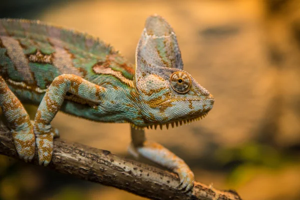 Chameleon — Stock Photo, Image