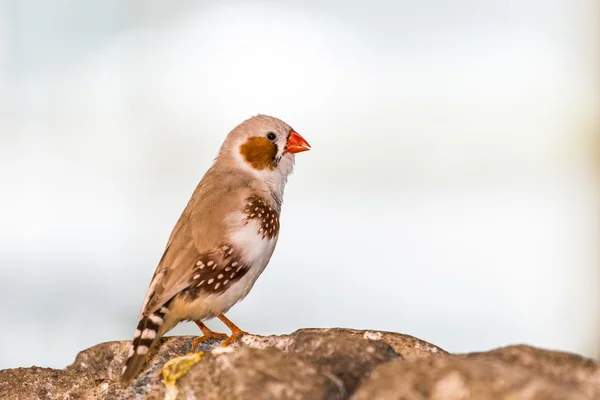 Zebra finch — Stock Photo, Image