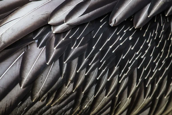 Feathers — Stock Photo, Image