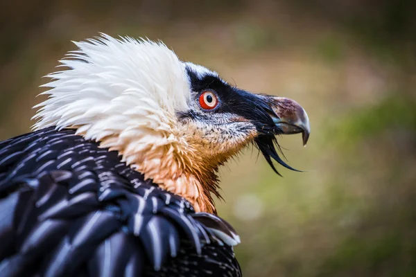 Bartgeier — Stockfoto