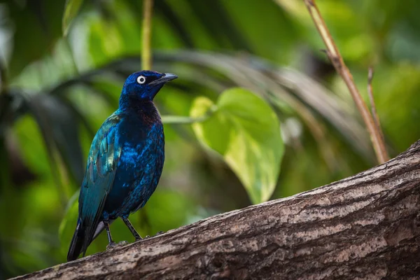 Pássaro azul — Fotografia de Stock