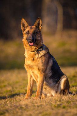 Alman çoban köpeği.