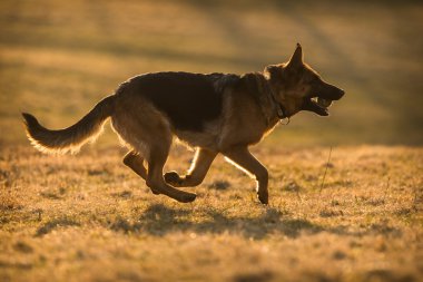 Alman çoban köpeği.