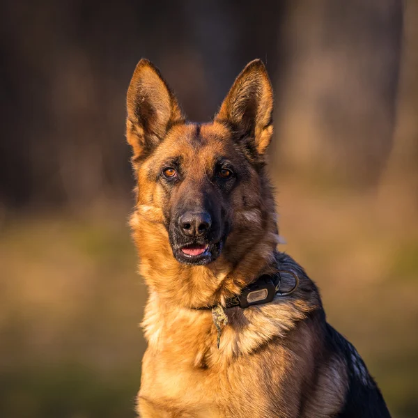 Pastor alemán perro —  Fotos de Stock
