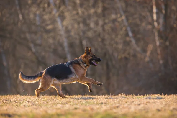 German Shepherd Dog — Stock Photo, Image