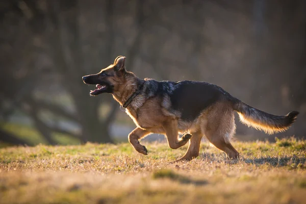 Cão pastor alemão — Fotografia de Stock