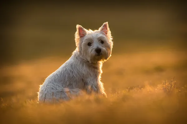 Westie σκυλί — Φωτογραφία Αρχείου