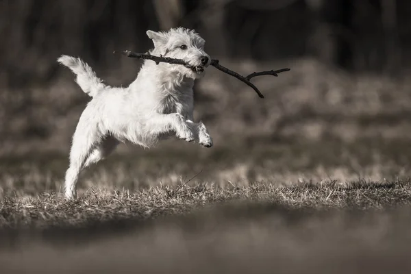 Witte schnauzer hond — Stockfoto