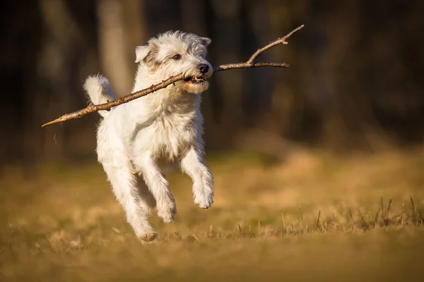 Witte schnauzer hond — Stockfoto
