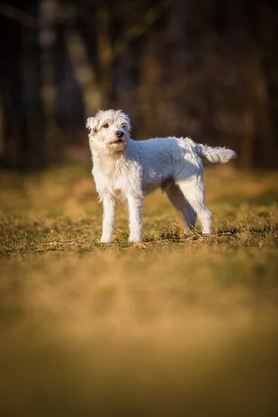 Fehér schnauzer kutya — Stock Fotó