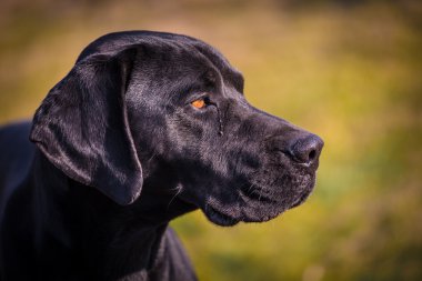 siyah köpek