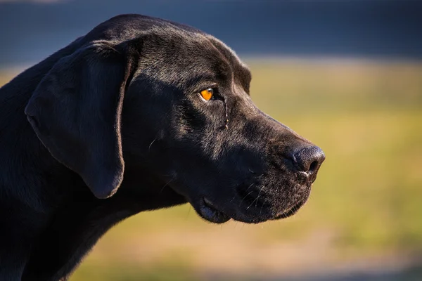 Perro negro — Foto de Stock