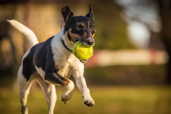 Zorro terrier — Foto de Stock