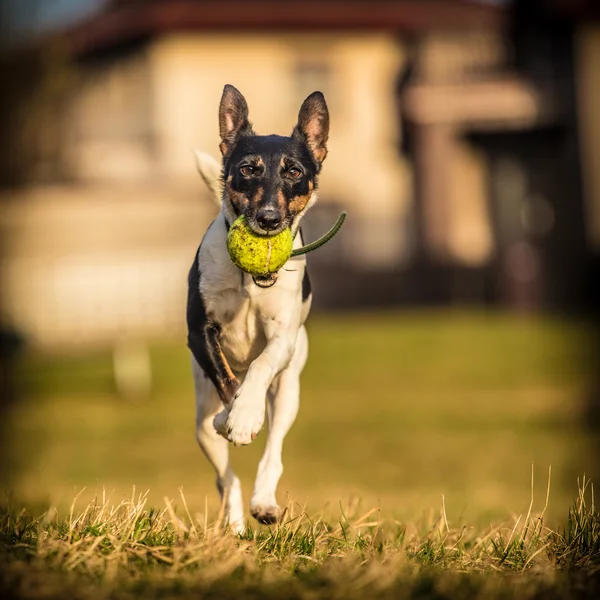 Fox terrier — Stockfoto