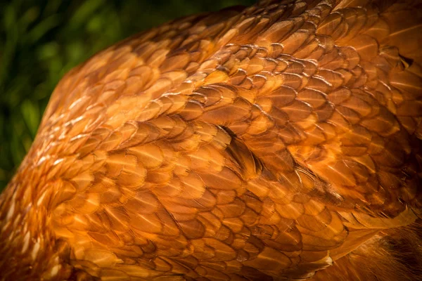 Penas galinha detalhe — Fotografia de Stock