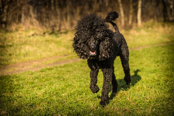 Βασιλική poodle σκυλί — Φωτογραφία Αρχείου