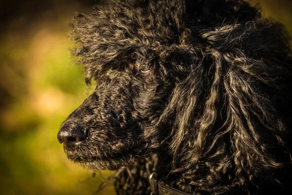 Koninklijke poedel hond — Stockfoto