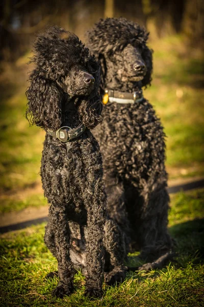 Twee koninklijke poedel hond — Stockfoto