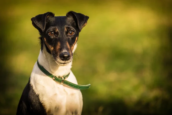 Zorro terrier — Foto de Stock