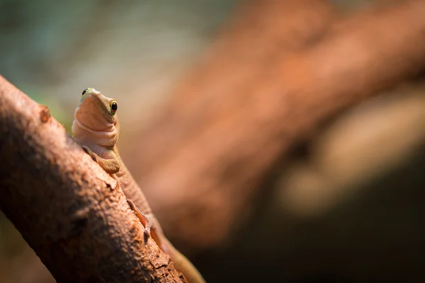 Gecko lizard — Stock Photo, Image