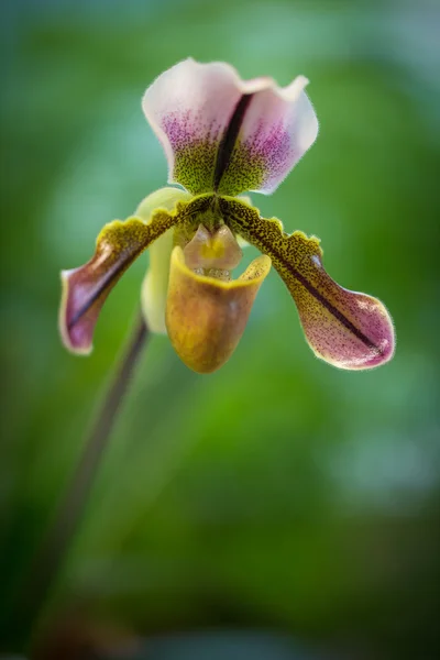 Orchidej květina — Stock fotografie