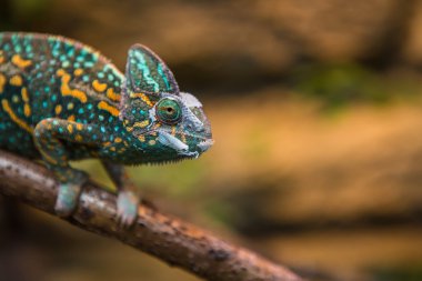 A veiled chameleon lizard clipart