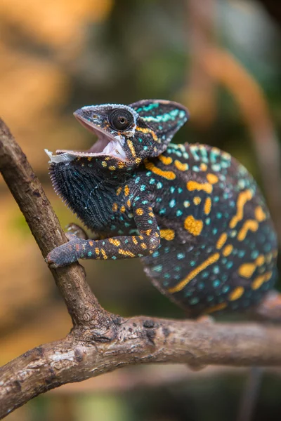 Lagarto camaleão — Fotografia de Stock