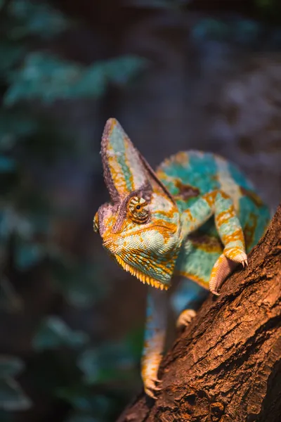 Lagarto camaleão — Fotografia de Stock