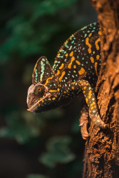 Lagarto camaleão — Fotografia de Stock