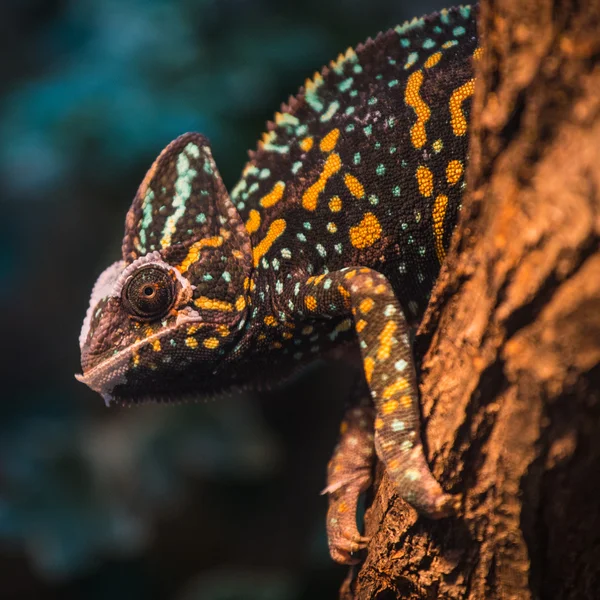 Chameleon lizard — Stock Photo, Image